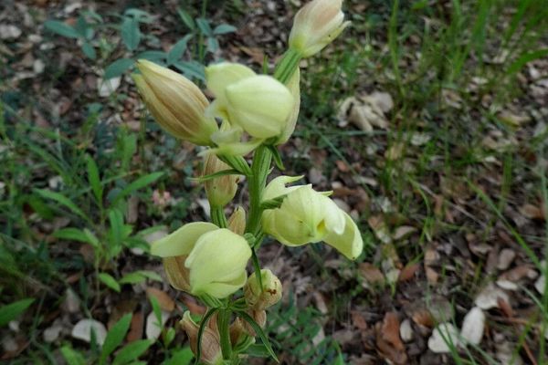 White helleborine