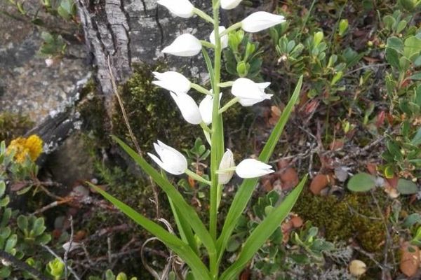 Narrow-leaf helleborine