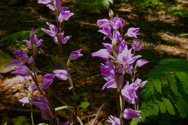 Red-helleborine