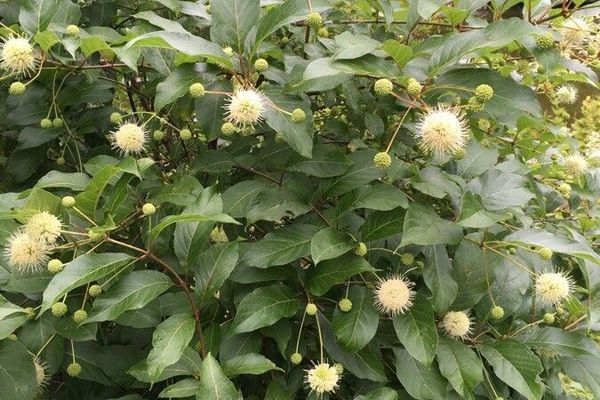 Common buttonbush