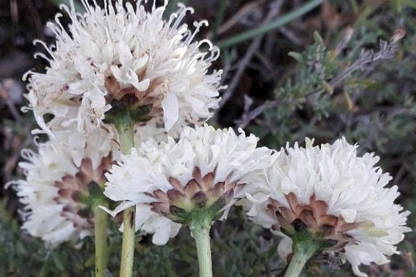 Cephalaria leucantha
