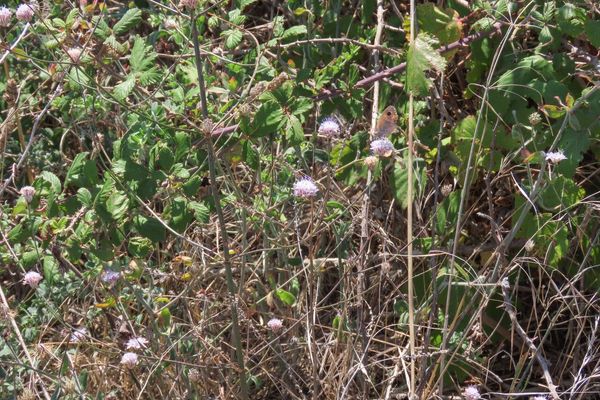 Cephalaria transylvanica