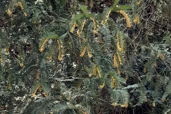 Harrington's plum yew