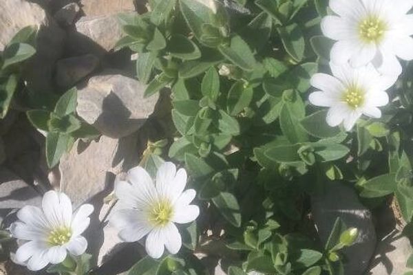 Alpine mouse-ear