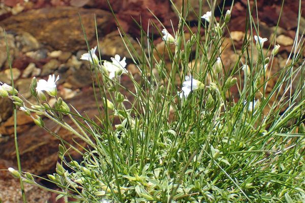 Field chickweed