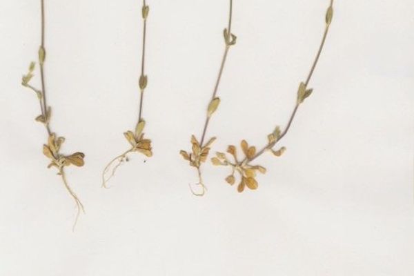 Gray chickweed