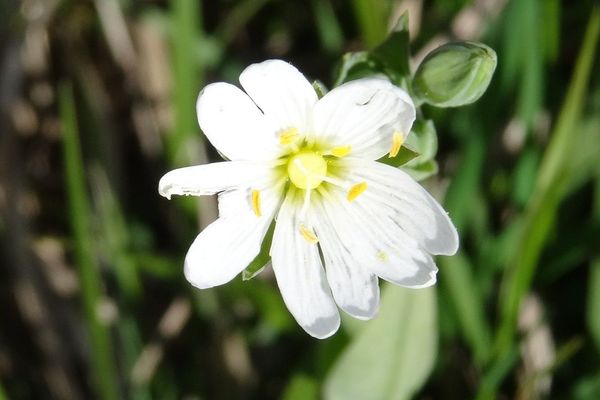 Mountain chickweed