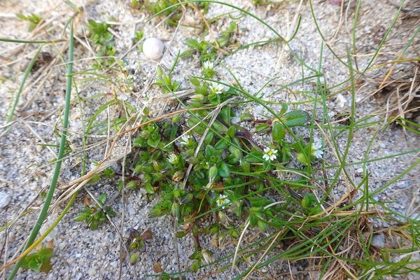 Fourstamen chickweed