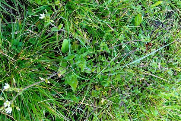 Common mouse-ear