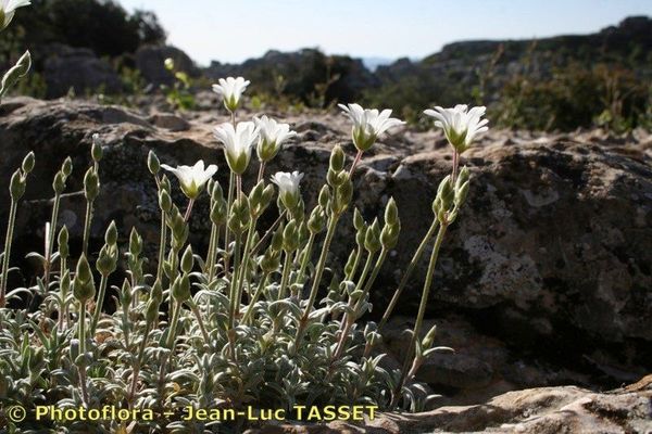 Cerastium gibraltaricum
