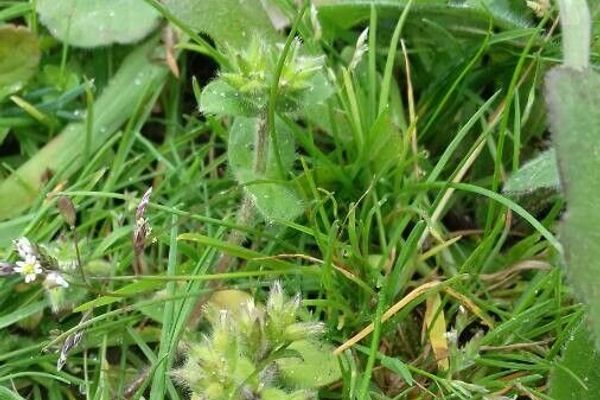 Mouse-ear chickweed