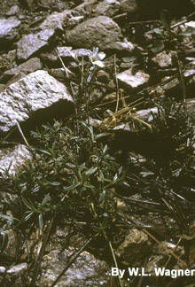 Nodding chickweed