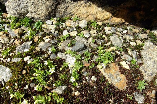 Cerastium pedunculatum