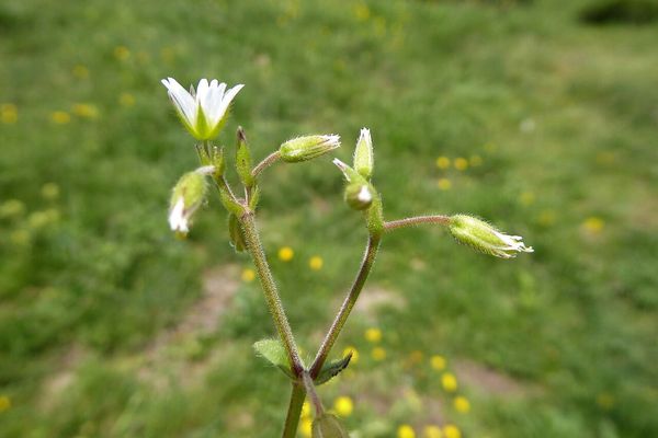 European chickweed