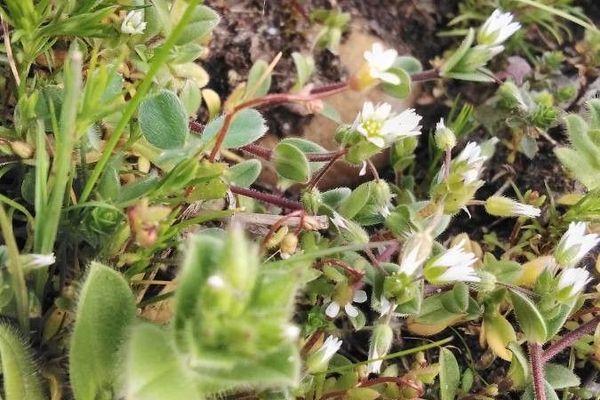 Five-stamen mouse-ear chickweed