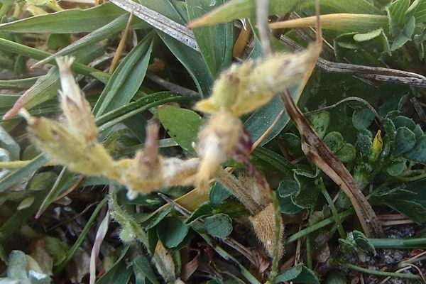Dry chickweed