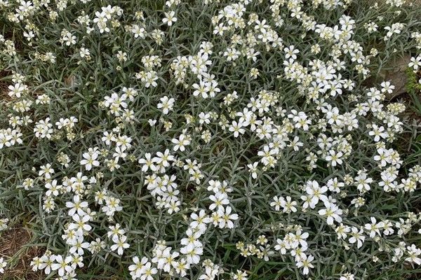 Dusty-miller