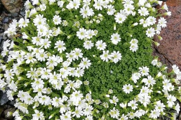 One-flowered mouse-ear