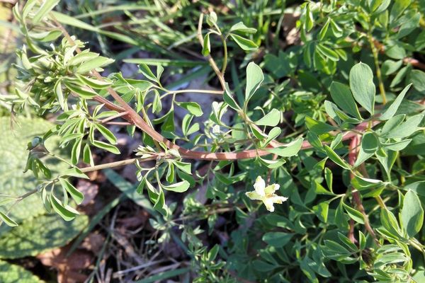Climbing corydalis