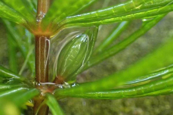 Common hornwort
