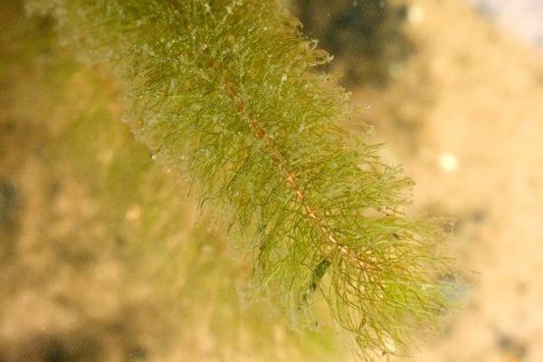 Soft hornwort