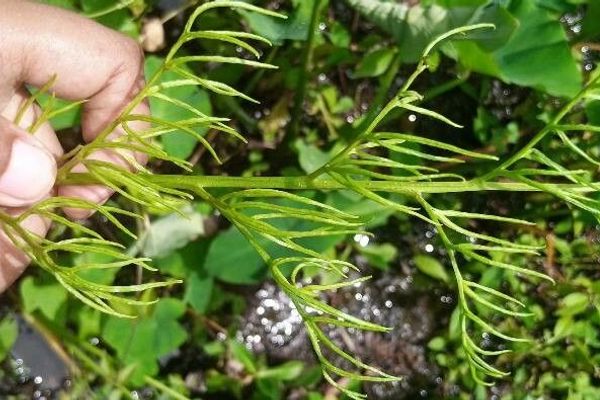 Water fern