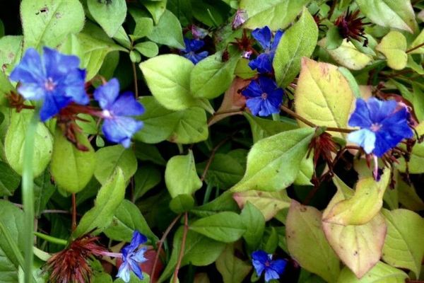 Blue leadwood