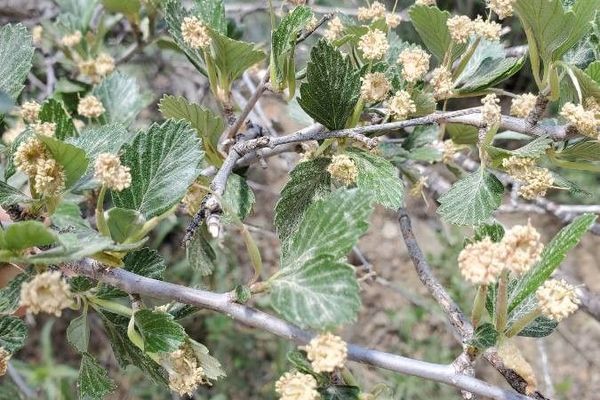 Mountain-mahogany