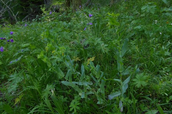 Smooth honeywort