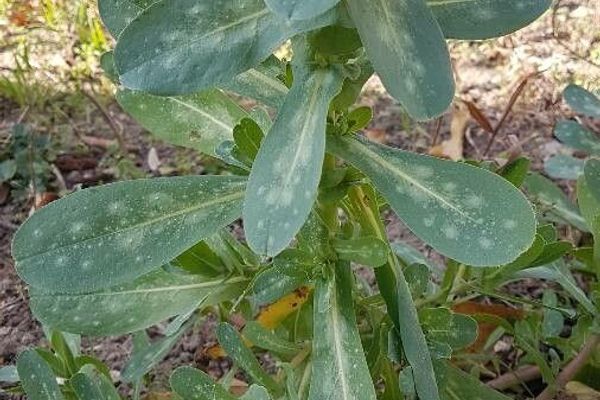 Greater honeywort