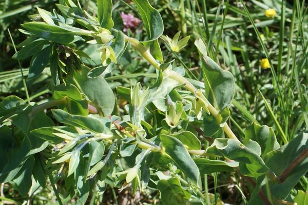 Lesser honeywort