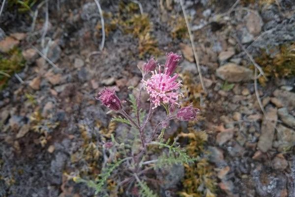 Hoary pincushion