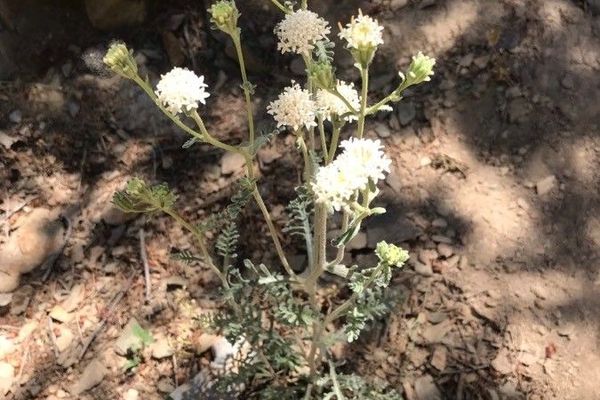 Desert pincushion