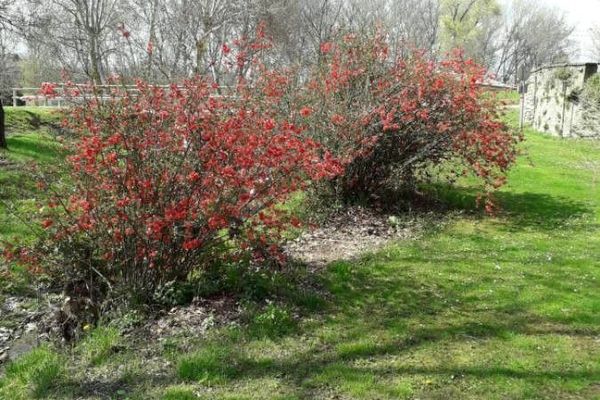 Flowering-quince