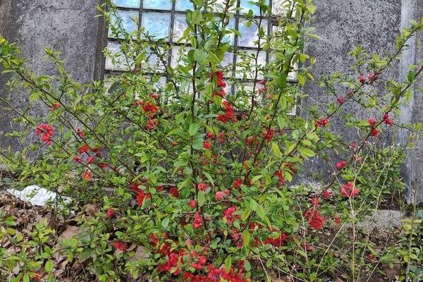Chinese-quince