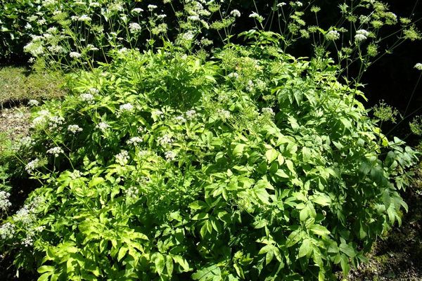 Broadleaf chervil