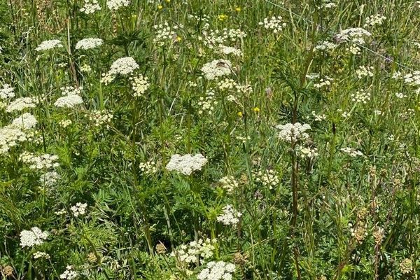 Golden-chervil