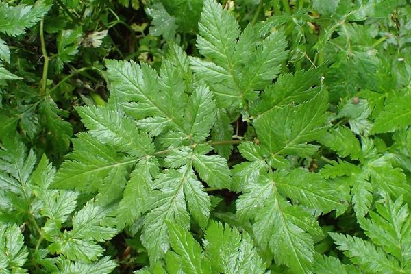 Hairy chervil