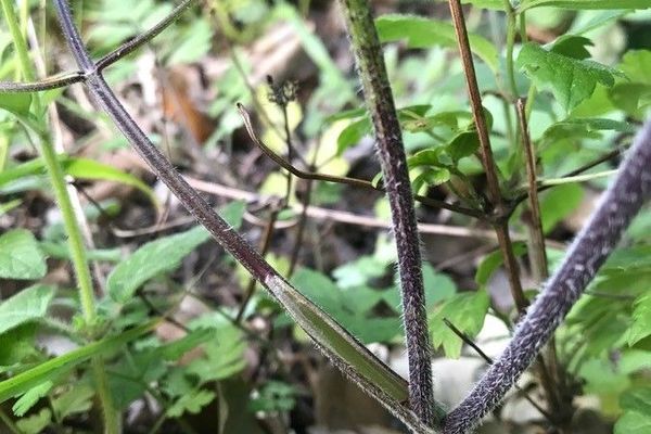 Rough chervil