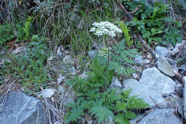 Chaerophyllum villarsii