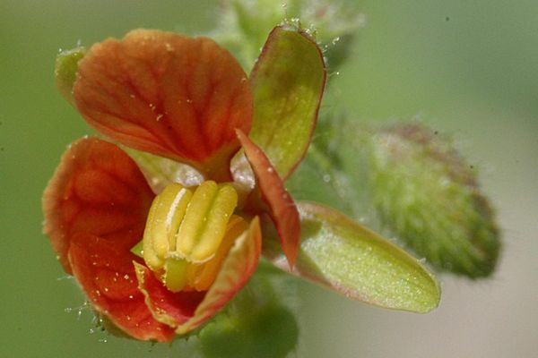 Chamaecrista absus
