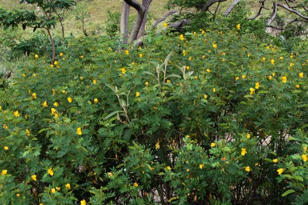 Chamaecrista cathartica
