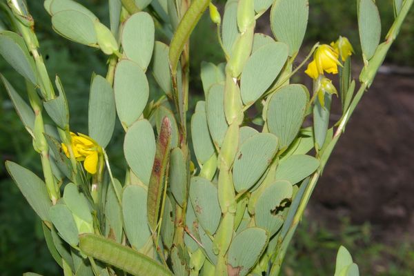 Twoleaf sensitive pea