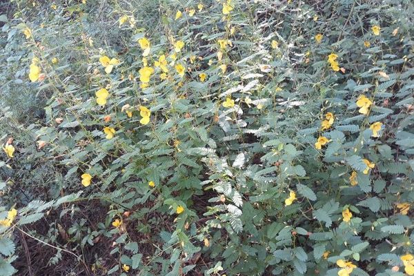 Golden cassia