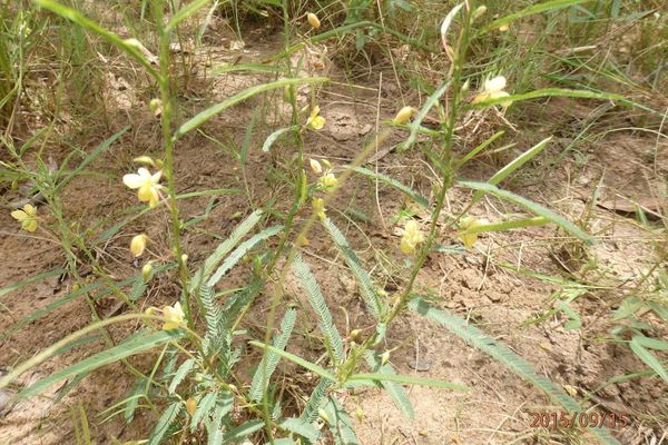 Five-leaf cassia