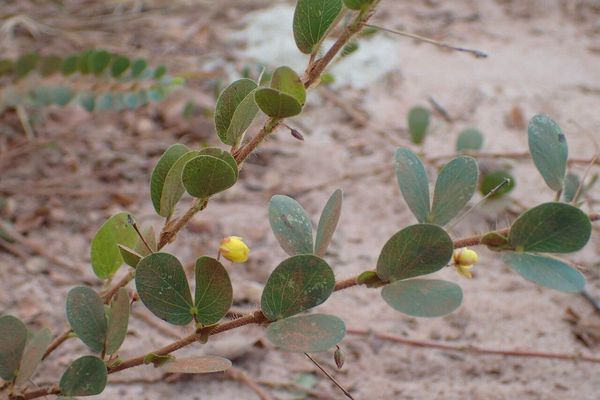 Round-leaf cassia