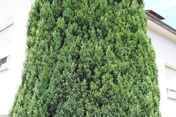 Lawson's cypress