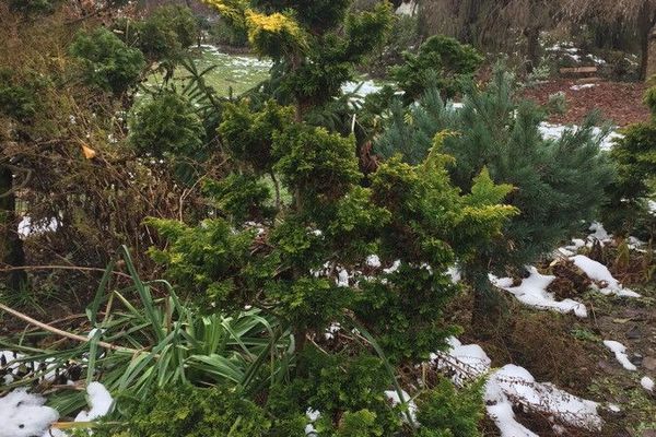 Hinoki false cypress