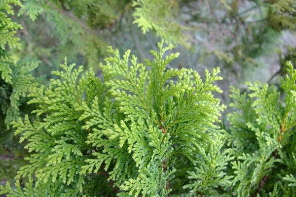 Sawara-cypress