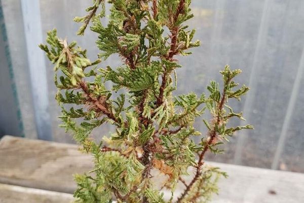 Atlantic white cypress